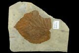 4.1" Fossil Leaf (Davidia) with Insect Predation - Montana - #130451-1